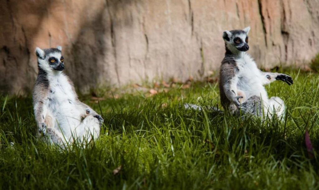 Embárcate en una experiencia tipo safari en el Bioparc Valencia, uno de los parques zoológicos más grandes del mundo, diseñado para sumergir a los visitantes en los hábitats de los animales.